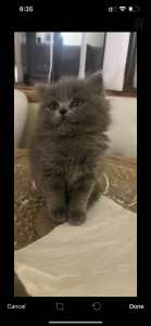 Beautiful British shorthair x ragdoll kitten
