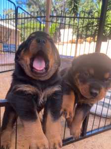 Three Rottweiler Pup - two boys and one girl