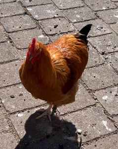 Buff Orpington Roosters 