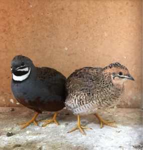 Pairs of King Quails for Sale