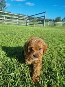 Toy Cavoodle Puppy/ DNA tested parents