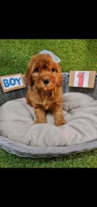 Fluffy Cavoodle puppies available 🐶 ( FREE delivery to any state) 