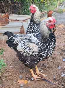 Silver laced Wyandotte Roosters, x 2