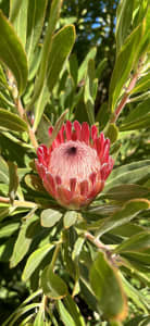 Pink Ice Protea Flowers $4 each