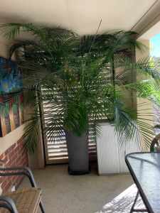 Palm and pot. Magnificent plant which is large and healthy.