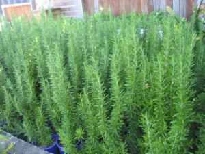 Potted beautiful rosemary plants