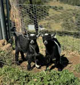 Nigerian Dwarf miniature goats - SOLD pending pick up 