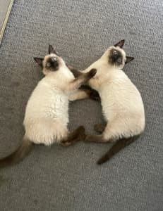 Ragdoll x Siamese kittens