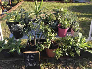 $5 or less Plant Sale