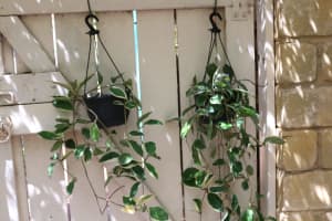 Hoya Variegated Green Cream Leaves Hanging Baskets Tropical Area