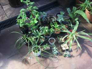 Asst established potted plants $2 each