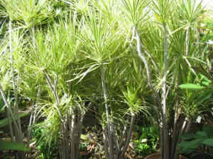 Potted large dracaena plants, discounts for multi-purchases