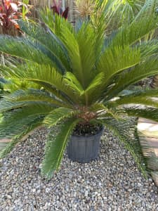 Large Potted Cycad