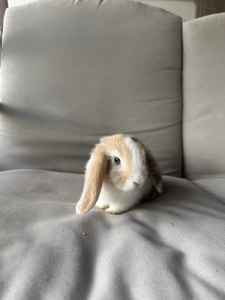 Pure bred Mini Lop bunnies only 1 female Left ! 