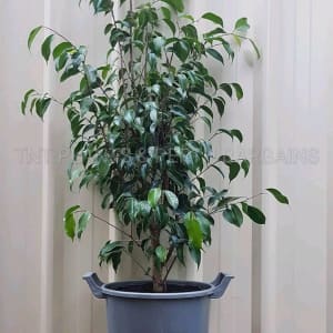 Weeping Fig Ficus Midnight Beauty Plants Tree