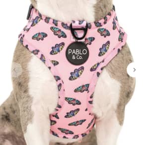 Brand New Pablo & co small Dog harness 
