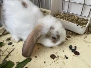 Mini lop only one left