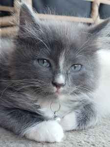 Ragdoll X kittens, TUXEDO CATS very fluffy and gentle. 1 female & 1 m