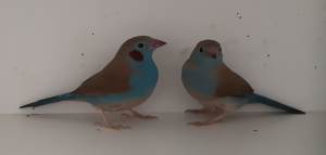 Birds for sale: Cordon bleu, St Helenas finches, hex long tailed finch