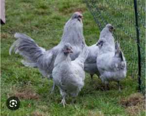 Wanted: WANT TO BUY Araucana or Ameruacana Chickens