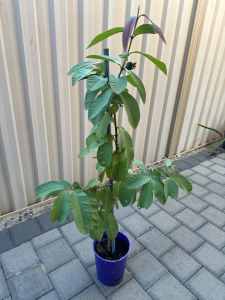 Guava Plant pink in side strong plant with small fruit $10.