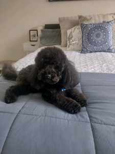 Handsome black mini poodle 