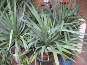 Cheap dragon trees for sale