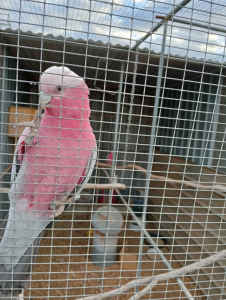 for sale 2 hand reared galahs