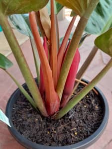 🪴🪴Philodendron Imperial Red 2 available and many other plants 