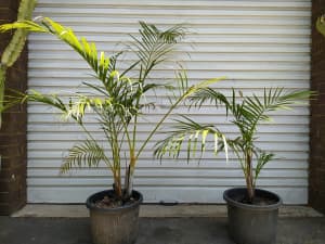 35cm potted areca palm golden cane palm 4 screening pool or fence