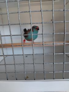 WANTED - Gouldian Blue Finch Male 
