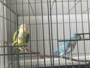 Aviary Quaker Parrots - Need to go! 