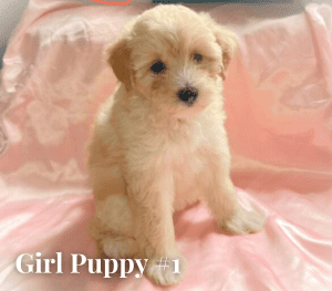 Toy Poodle puppies for sale - 2 girls - 2 boys