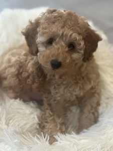 Toy poodle puppies ready for Easter 🐣 DNA clear- smart gorgeous pups