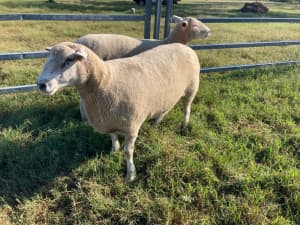Sheep -heavy in lamb to Aussie White Ram