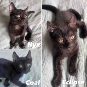 10343/4/5 : Nyx/Coal/Eclipse- ADOPT KITTENS- Vet Work Included