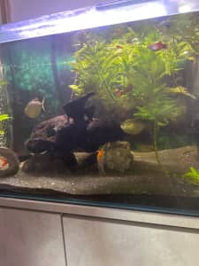 Large aquarium with tropical fish and filter
