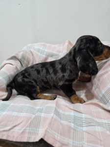 Miniature dashound puppies for sale