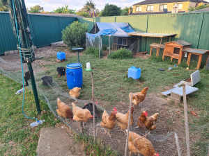 9 hens for sale