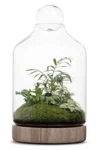 Glass Terrarium - Large size with glass ball Lid & Wooden Stand.