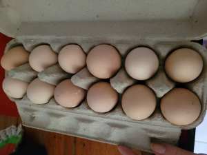 FERTILE EGGS AVAILABLE MIXED BREEDS 