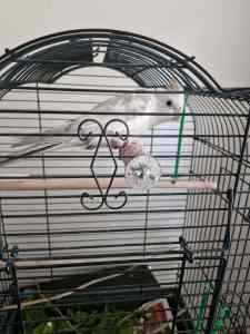 Bird cage for sale with white cockateil