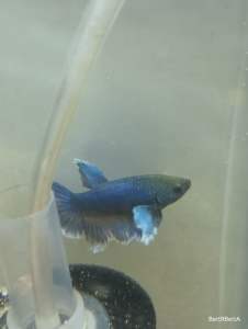 Betta Females Have Arrived.
