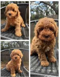 MALE TOY POODLE - DNA CLEARED - READY TO GO