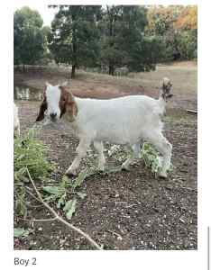 Boer Goat Kids