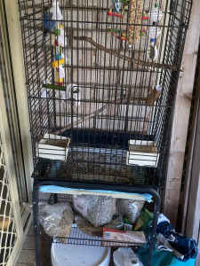 Two love birds and full cage set up