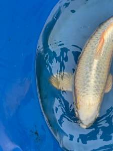 Great Quality Small to Jumbo Koi Carp Nishikigoi Pond Fish