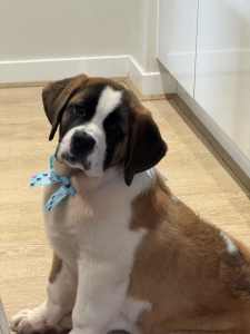 14 Weeks Old Pure bred St Bernard Puppy