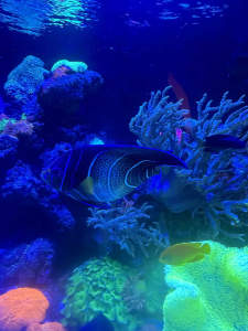 Koran angel saltwater aquarium fish