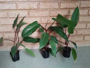 Philodendron erubescens pot or Garden plants 